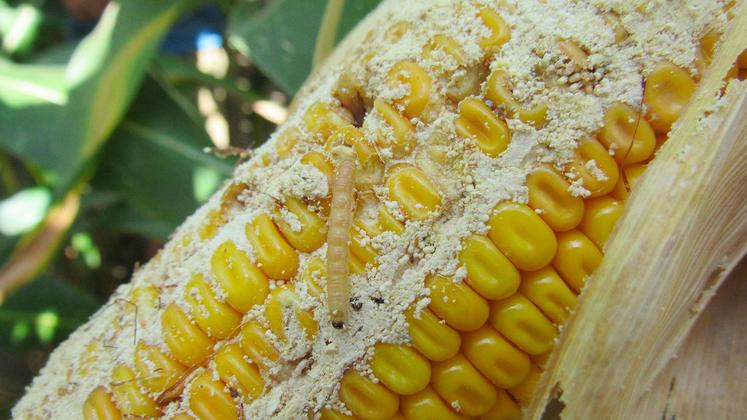 file-C’est la deuxième vague des foreurs qui provoque les principaux dégâts sur les cultures de maïs.