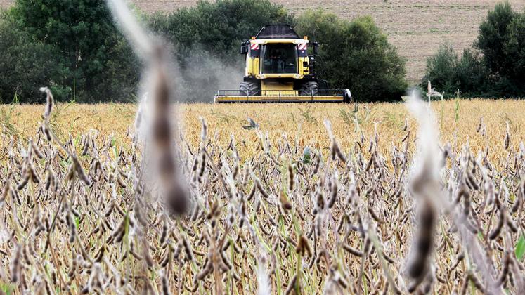 file-Dans leur usine de Saint-Sever, les deux coopératives prévoient de transformer 30.000 tonnes de graines de soja par an.