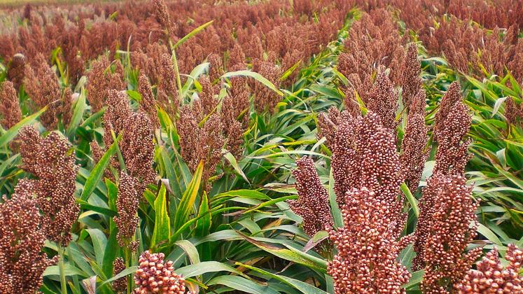 file-D’origine africaine, le sorgho est la cinquième céréale cultivée dans le monde (avec 49 millions d’hectares de production), après le maïs, le blé, le riz et l’orge.