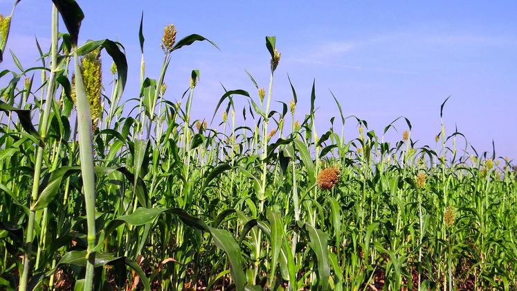 file-D’utilisation rapide et polyvalente (pâture, ensilage, enrubannage, affouragement…), les sorghos ont un bon potentiel de rendement © Photo Pxhere