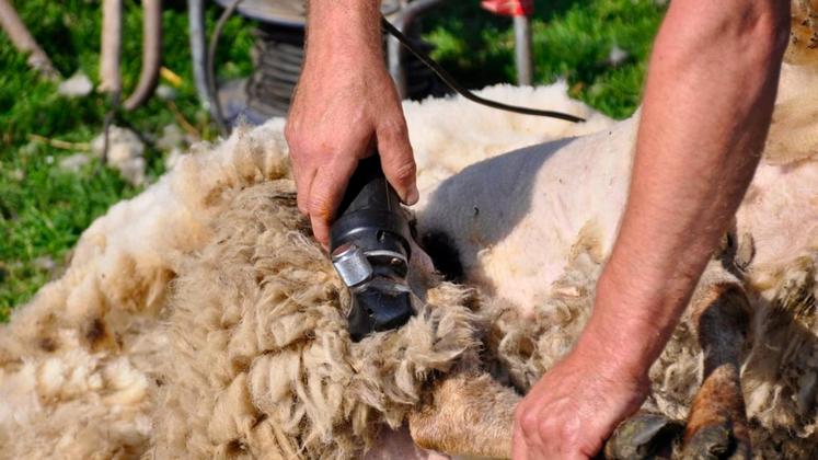 file-Dans les Pyrénées, la laine des troupeaux de brebis n’est plus ramassée et ce sont près de 1.000 tonnes de toisons qui sont perdues.