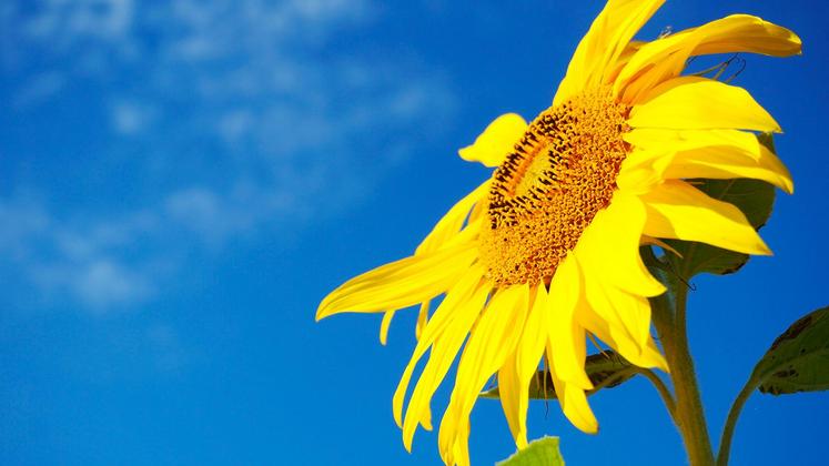 file-La dose conseillée peut varier de 0 et 100 unités d’azote pour une culture d’été non irriguée comme le tournesol dont le rendement dépend essentiellement de la profondeur de sol.