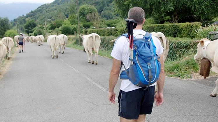 file-Les éleveurs transhumants doivent mettre en place des mesures de sécurité pour conduire les troupeaux aux estives. © Le Sillon