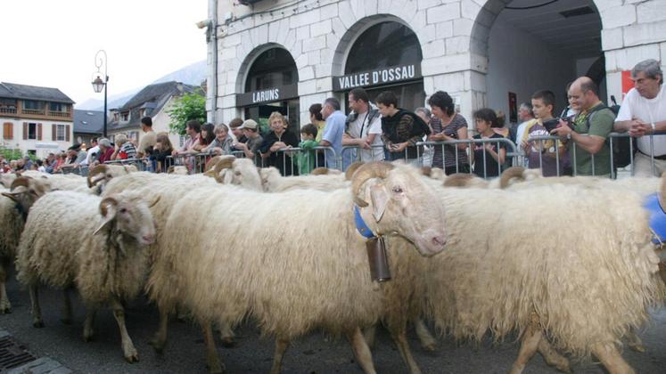 file-Des milliers de personnes se rassemblent chaque année à Laruns pour assister à la montée des troupeaux en estive. // Photo Le Sillon