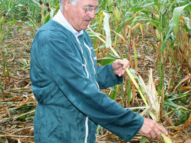 Semis de maïs 2022 : que faire en cas de présence de nuisibles ?