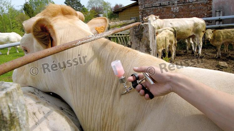 file-Le ministre de l’agriculture a fait acheter toutes les doses de vaccin disponibles. Dans un premier temps, la priorité sera donnée à la vaccination des animaux destinés à l’export.