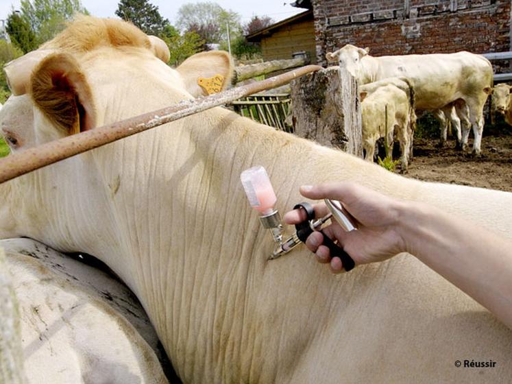 file-La vaccination contre la FCO n'est plus obligatoire depuis le 1erÂ novembre 2010 et elle peut être réalisée par l'éleveur lui-même. En conséquence, contrairement aux campagnes précédentes, la vaccination n'est plus ni organisée, ni subventi