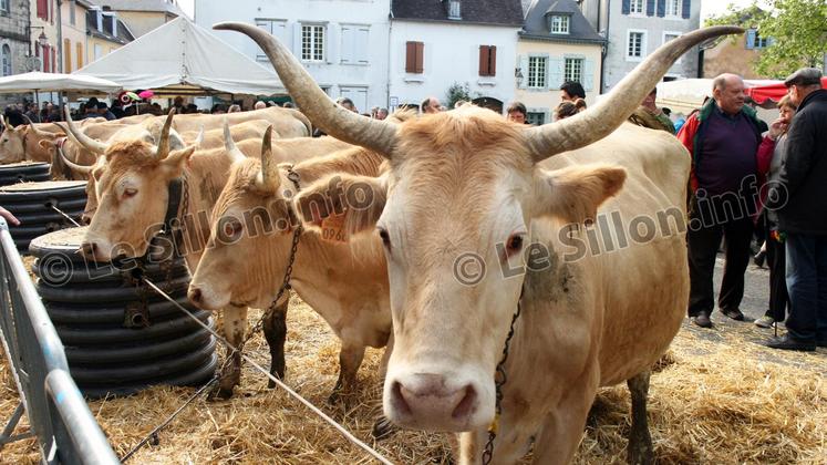 file-Cette vache rustique a échappé de peu à la disparition. Il aura fallu toute la passion de quelques éleveurs pour sauvegarder la race Béarnaise à partir de quelques individus trouvés ci et là au gré des fermes du Haut Béarn.