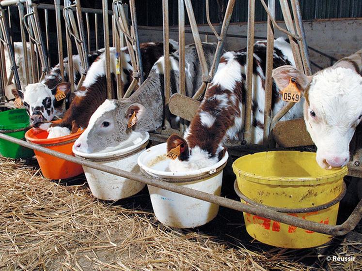 file-Alors qu'il est fortement pratiqué en Irlande (30 %), le croisement viande est peu utilisé par les éleveurs laitiers français, notamment en raison de la politique intensive de renouvellement des troupeaux laitiers. Â©Â Réussir