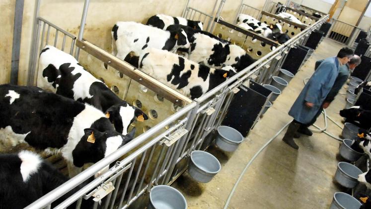 file-La diarrhée virale bovine (BVD) est une maladie virale très contagieuse affectant les bovins.