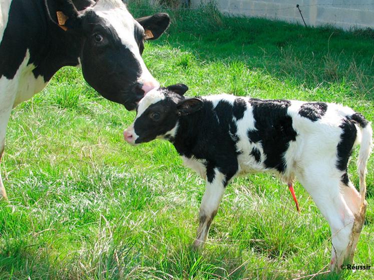 file-La fécondité est dépendante de la fertilité et des délais de mise à  la reproduction. L'intervalle vêlage-vêlage doit être inférieur à  400 jours pour les races laitières, voire même inférieur à  380  pour les races mixtes. Â© Réussir