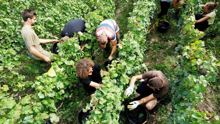 file-Le vignoble français a souffert du gel en avril.