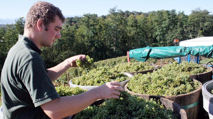 file-La production viticole 2018 estimée à 46,7 millions d’hectolitres.