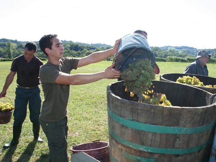 file-Sur les sept cents hectares de vignes traités par la cave coopérative de Gan, les vendanges qui débutent pour les terroirs précoces vont s'étaler sur près de deux mois. Â© Le Sillon