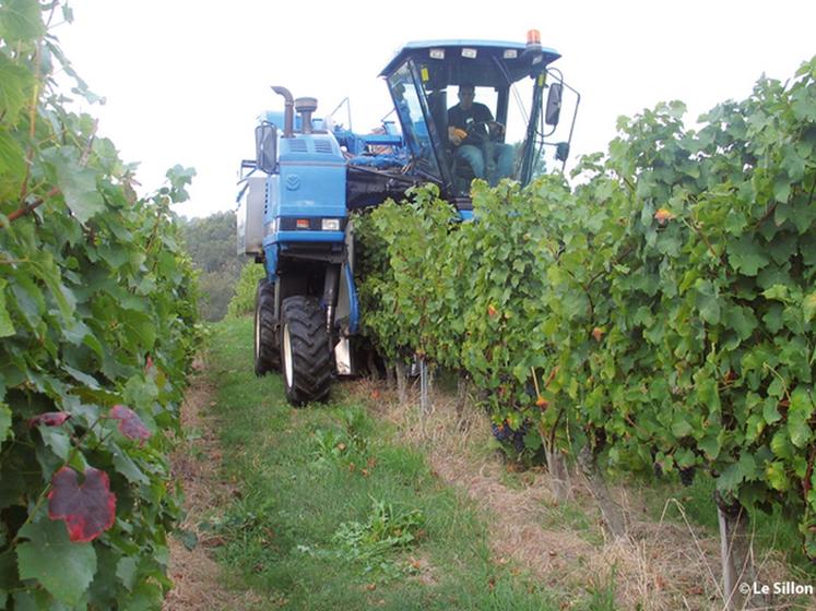 file-Gràce à  un suivi précis des parcelles, avec mesure des qualités du raisin, la cave coopérative détermine les dates optimales de vendange, sélectionne et regroupe les parcelles au même potentiel qualitatif afin d'élaborer ses assemblages.