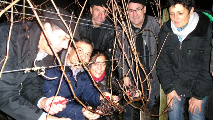 file-Comme chaque 31 décembre depuis maintenant 26 ans, les vignerons des coopératives Plaimont et de Crouseilles ont célébré la Saint-Sylvestre ensemble par des vendanges exceptionnelles de Pacherenc à la tombée de la nuit.
