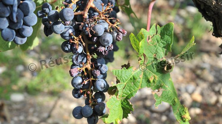 file-Grappe de raisin abimée et feuilles lacérées après un passage de grêle.