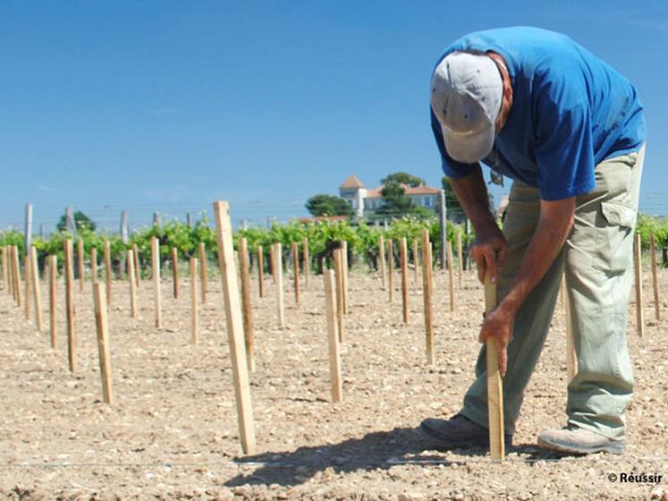 file-Avec des prix de 50 à  100 % plus élevés que les conventionnels, les vins bios attirent de plus en plus de vignerons. Mais ce différentiel rebute aussi les consommateurs. Â© Réussir/P. C.