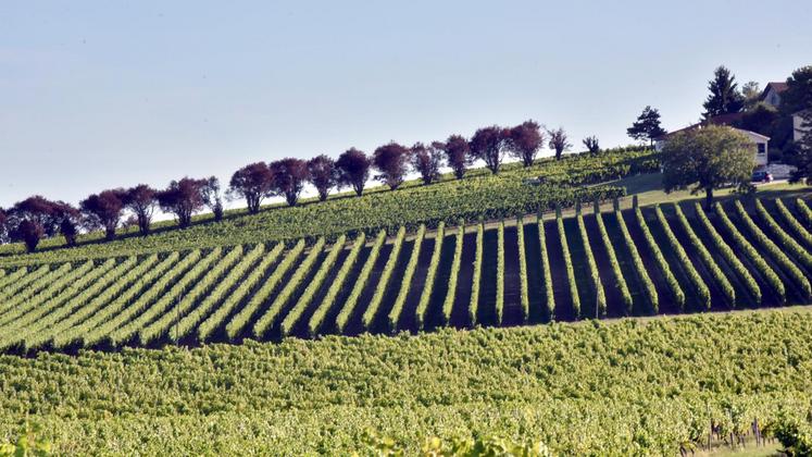 file-Quatrième vignoble français en surface (41.895 ha), les vins du Sud-Ouest progressent tant au niveau national qu’à l’exportation, notamment pour les AOP.