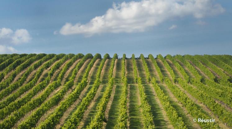 file-En termes de valeur produite (chiffre d’affaires), l’Aquitaine-Limousin-Poitou-Charentes devient, avec 11 milliards d’euros, la première région agricole européenne, portée par les céréales et la vigne.
