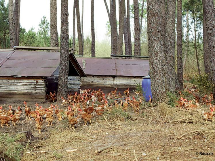 file-Résultat direct du plan de redressement engagé en 2009, pour la première fois depuis six ans, le solde des cabanes en production de la coopérative landaise des Volailles d'Albret sera positif. 