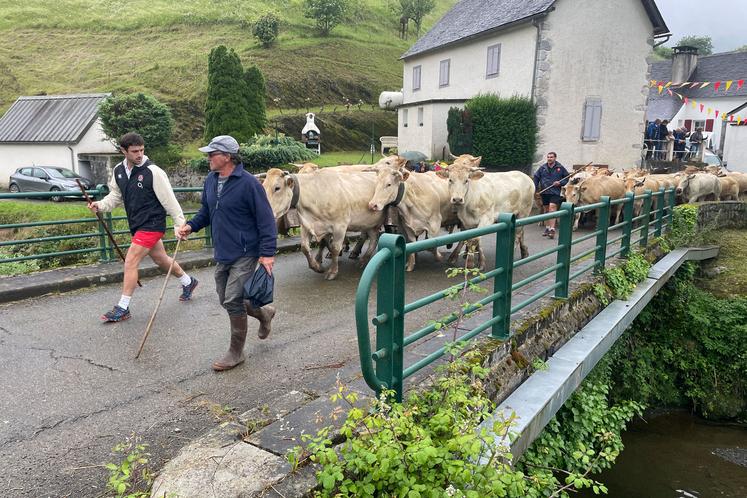 Des vaches et des brebis traversent le pont de Lourdios