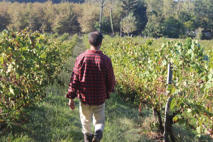 Un viticulteur arpente ses rangées de vignes