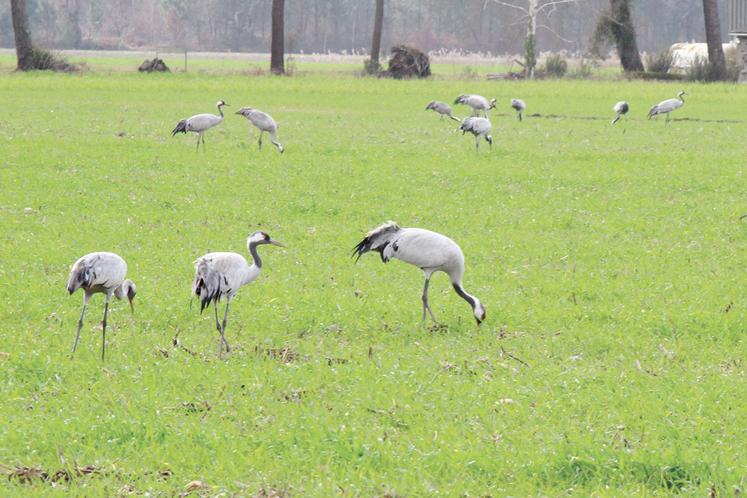 Grues cendrées
