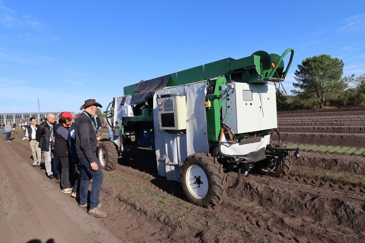 récolte robotisée des asperges