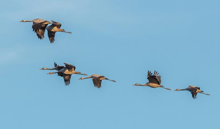 Vol de grues cendrées