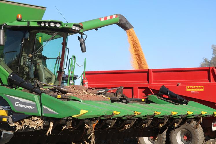 Une moissonneuse récolte le maïs