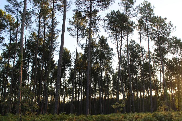 forêt de pins