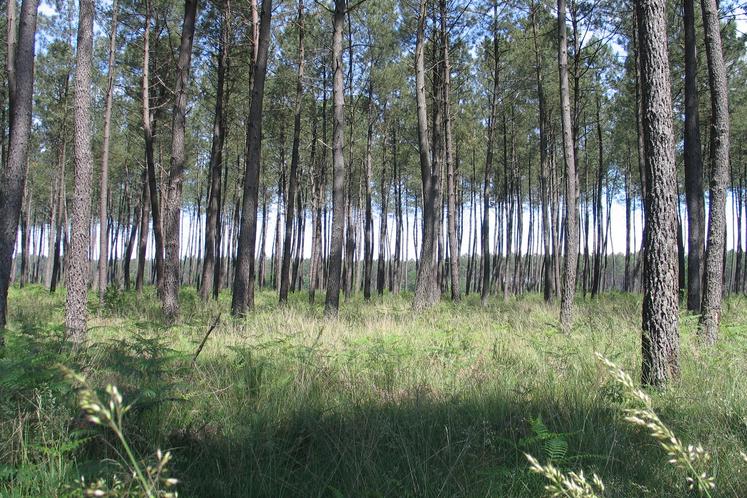 Forêt de pins maritimes dans les Landes