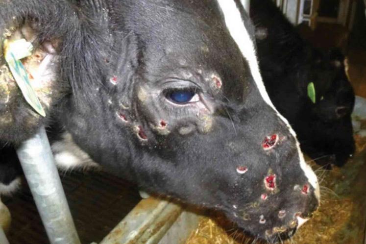Une vache touchée par la DNC