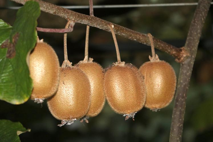 Des kiwis vert sur l’arbre avant la récolte