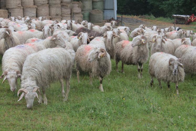 Des brebis dans une prairie