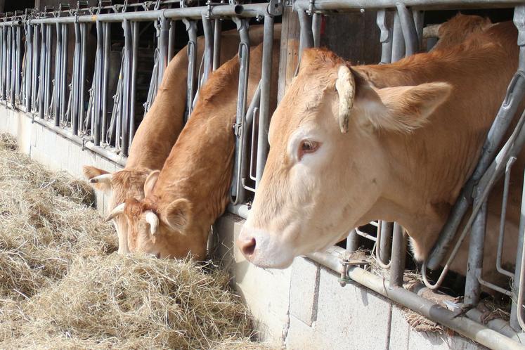 Blondes d’Aquitaine en stabulation