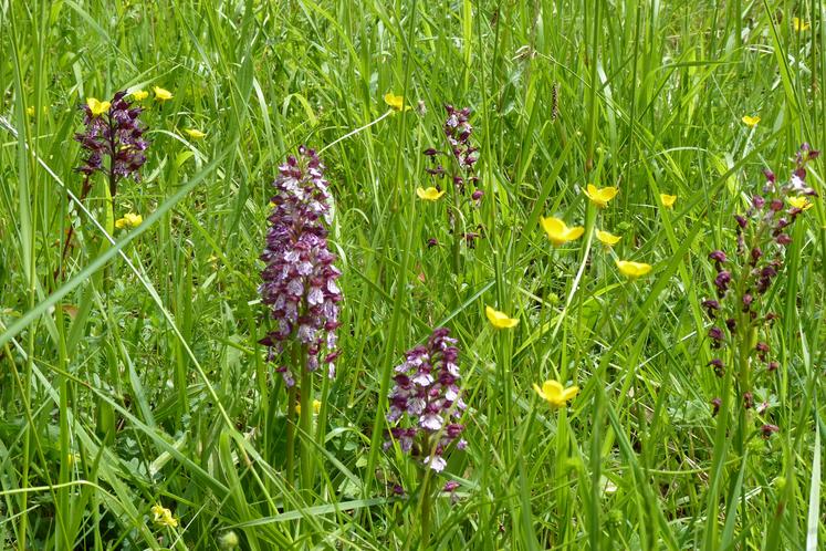Des orchidées dans une pelouse sèche