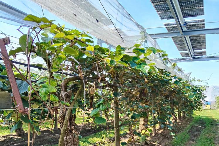 Verger de kiwi sous ombrière photovoltaïque