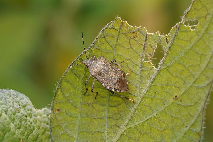 Une punaise diabolique sur une feuille