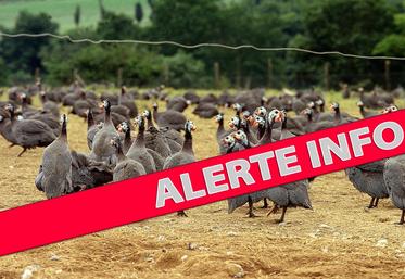 file-La découverte de ces deux cas de grippe aviaire risque de fortement chambouler la production landaise de volailles fermières et de palmipèdes à foie gras.