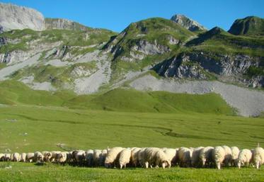 file-Le plateau d’Anouihas accueille chaque été les troupeaux de 7 bergers.