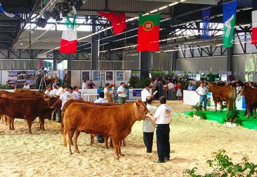 file-Chaque année, le Salon de l’Agriculture Nouvelle-Aquitaine accueille 400 bovins, à l’occasion d’Aquitanima, le Salon de l’Élevage et de la Génétique Bovine du grand sud de l’Europe.