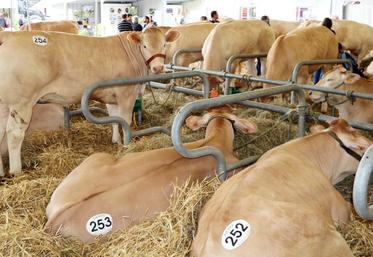 file-Avec plus de 400 bovins exposés ou en concours et une vingtaine de races ovines représentées, le record du nombre d’animaux a été battu lors des trois journées d’Aquitanima.