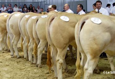 file-L’Union Génisse des Pyrénées organisera de son côté la vente d’une vingtaine de jeunes femelles sélectionnées dans les élevages de la région.
