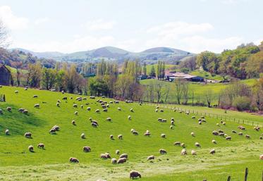 file-Les élevages ovins des Pyrénées-Atlantiques sont confrontés à la baisse de la main d'œuvre familiale.