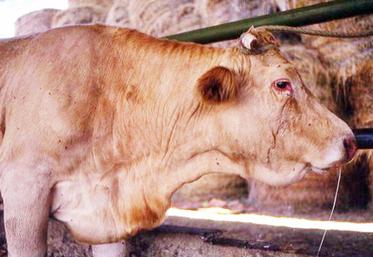 file-La besnoitiose touche tous les bovins, quelle que soit leur race, avec une sensibilité particulière des mâles qui peuvent devenir définitivement stériles. Bien que les symptômes puissent n’affecter que quelques individus, des lots entiers sont contaminés.