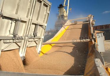 file-Avec des disponibilités de 40,4 millions de tonnes et des utilisations estimées à 35,2millions de tonnes, le stock de report français de blé tendre devrait atteindre un niveau record.