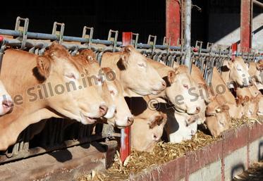 file-Les éleveurs de bovins ont jusqu’au 28 août pour déposer les demandes d’allégement des charges (FAC).