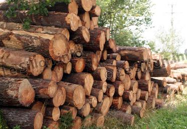file-Plus qu’un simple projet autour du bois énergie, Sylv’Adour vise à améliorer la production forestière en Sud Adour.